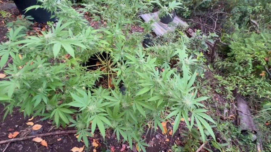 Silver Haze 8/28/25