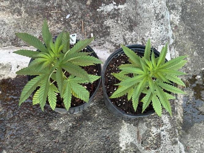 Panama Red. Week 4