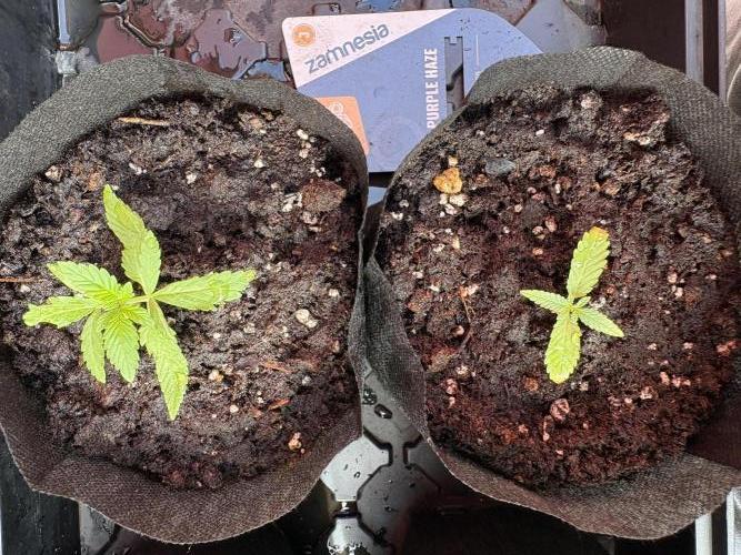 Purple Haze - 6/3/26. Week 1