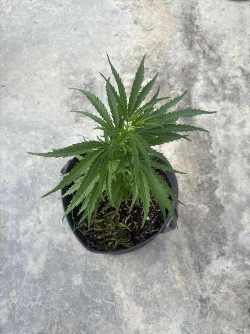 OG Kush - 1/4/26. Week 8