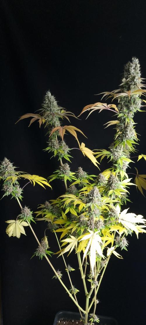 seedstokers. Week 12