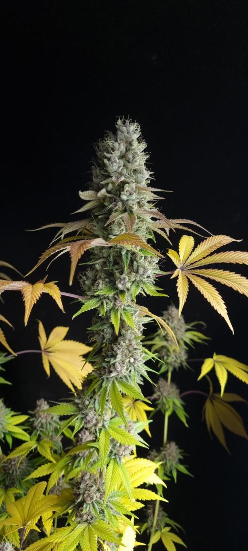 seedstokers. Week 12