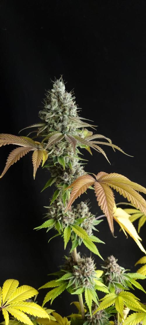 seedstokers. Week 12