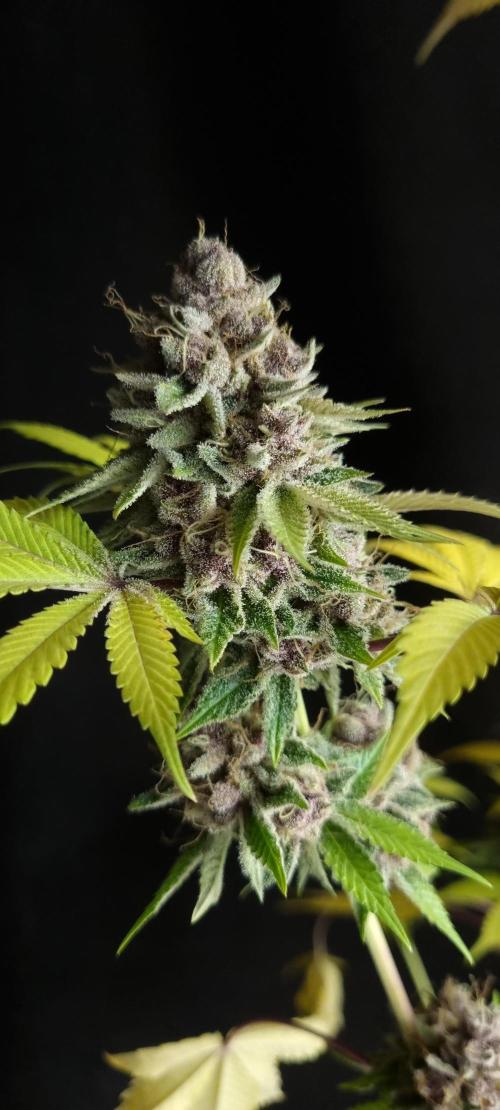 seedstokers. Week 12