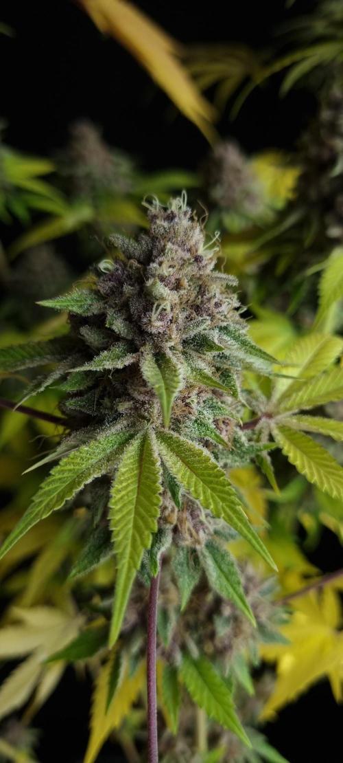 seedstokers. Week 12