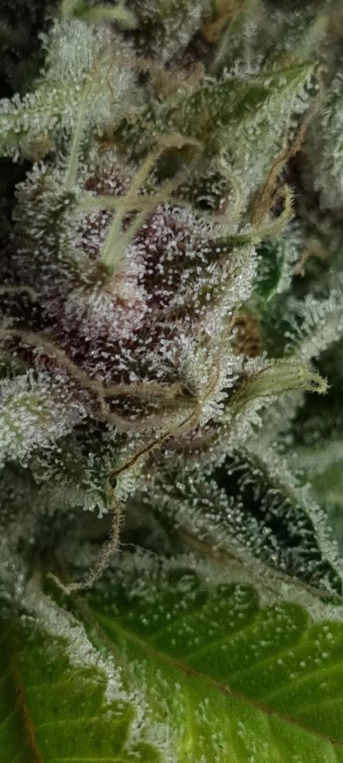 seedstokers. Week 12