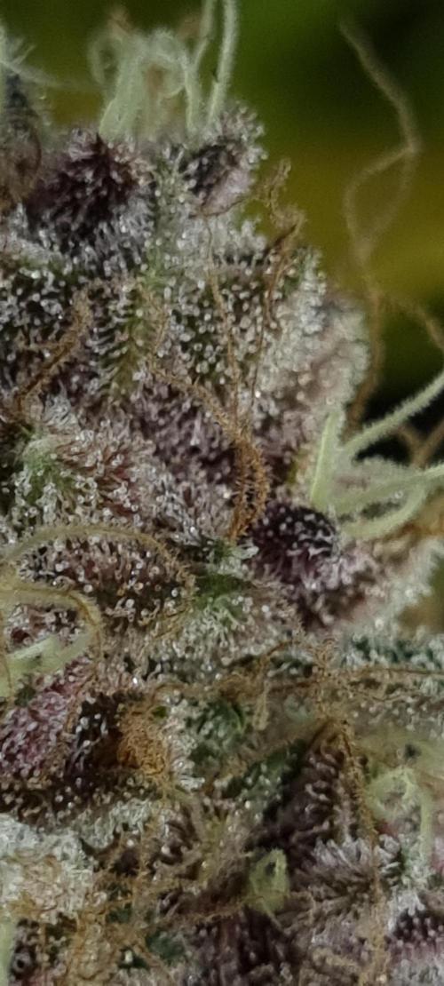 seedstokers. Week 12