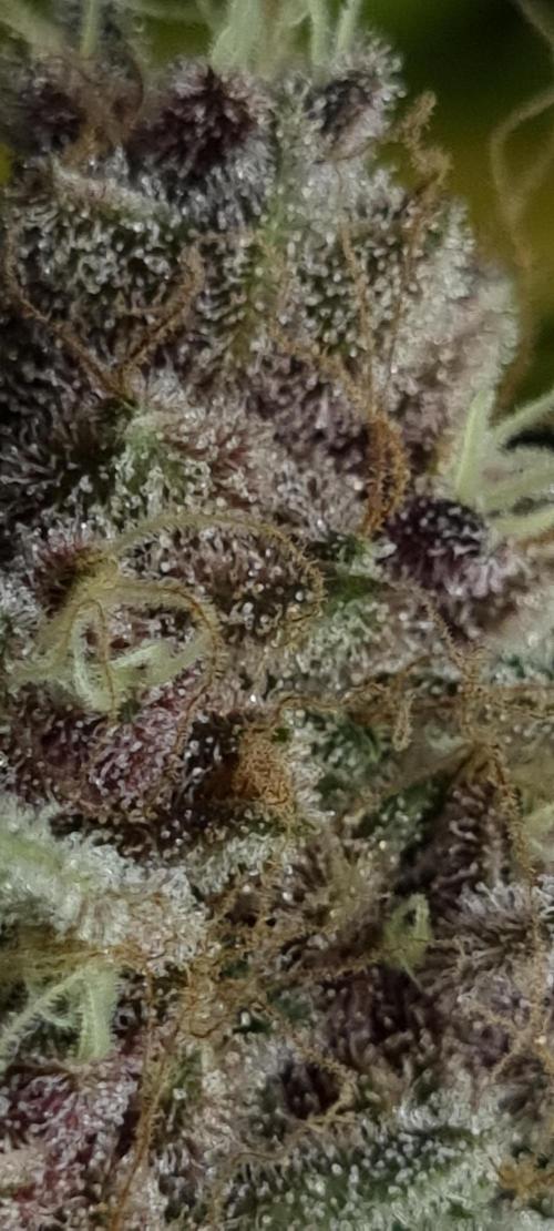 seedstokers. Week 12