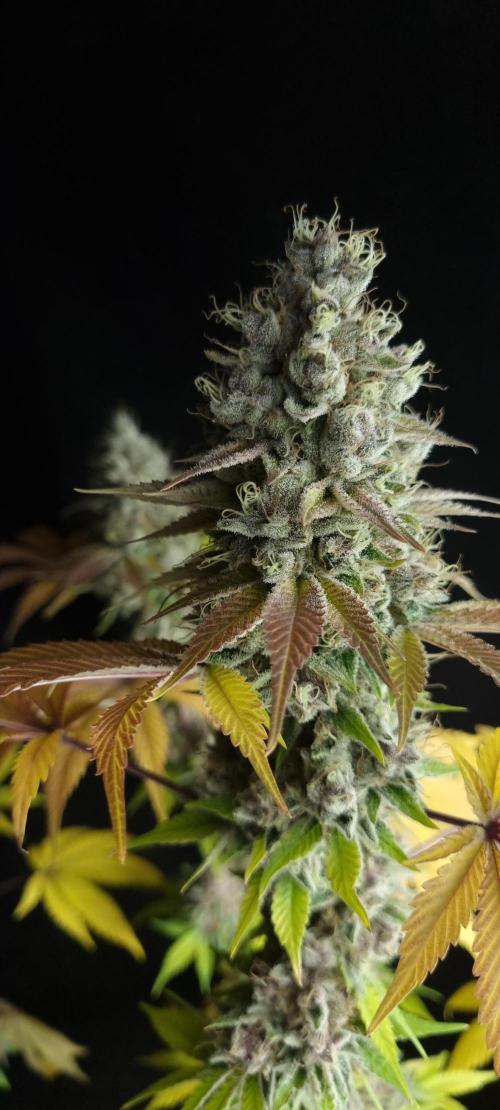 seedstokers. Week 12