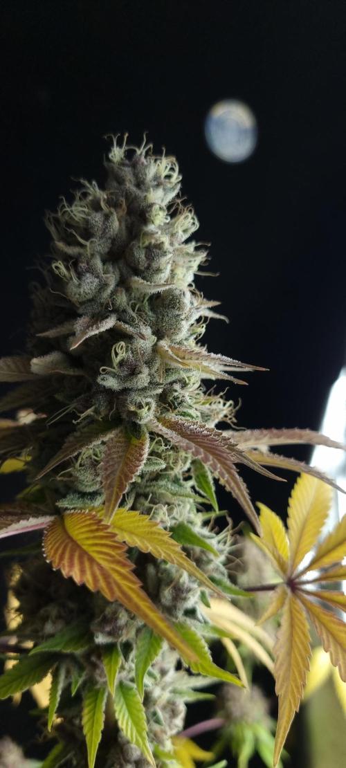 seedstokers. Week 12