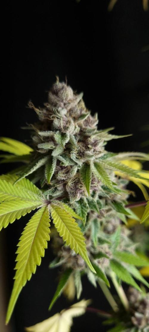 seedstokers. Week 12