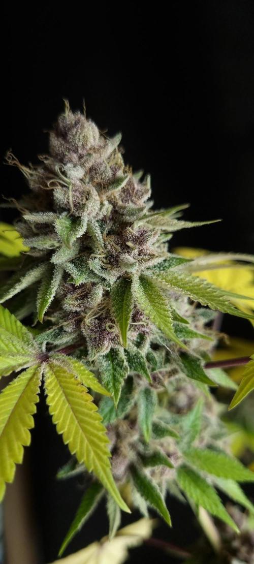 seedstokers. Week 12