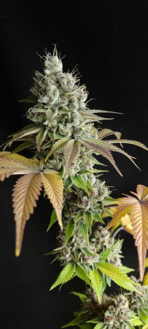 seedstokers. Week 12