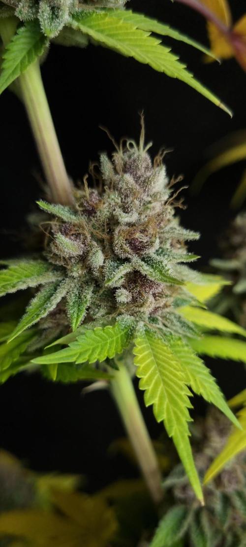 seedstokers. Week 12