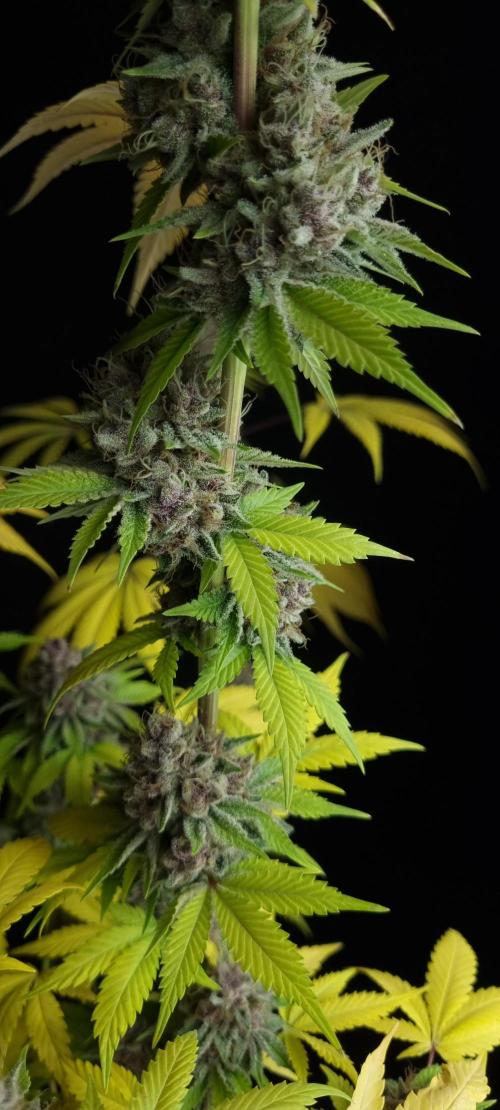 seedstokers. Week 12