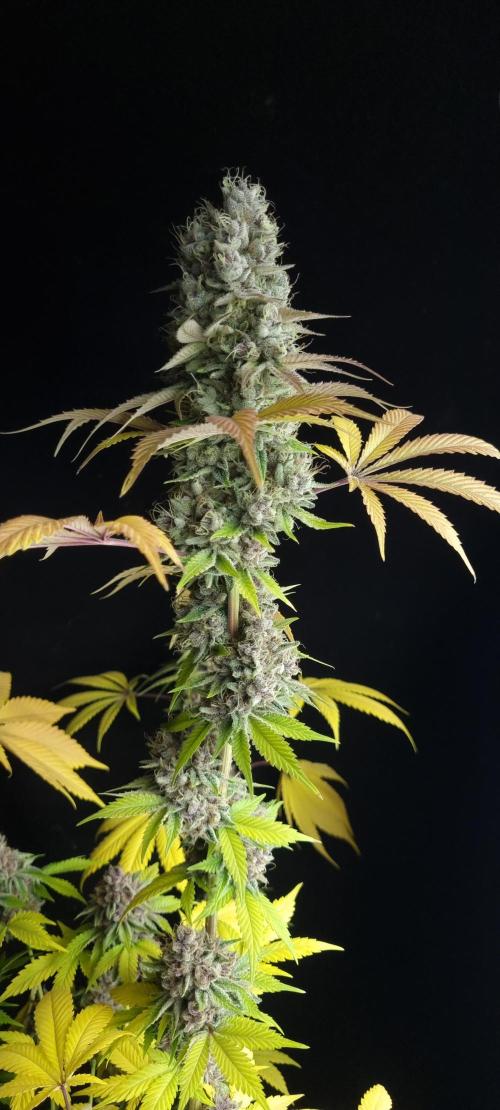 seedstokers. Week 12