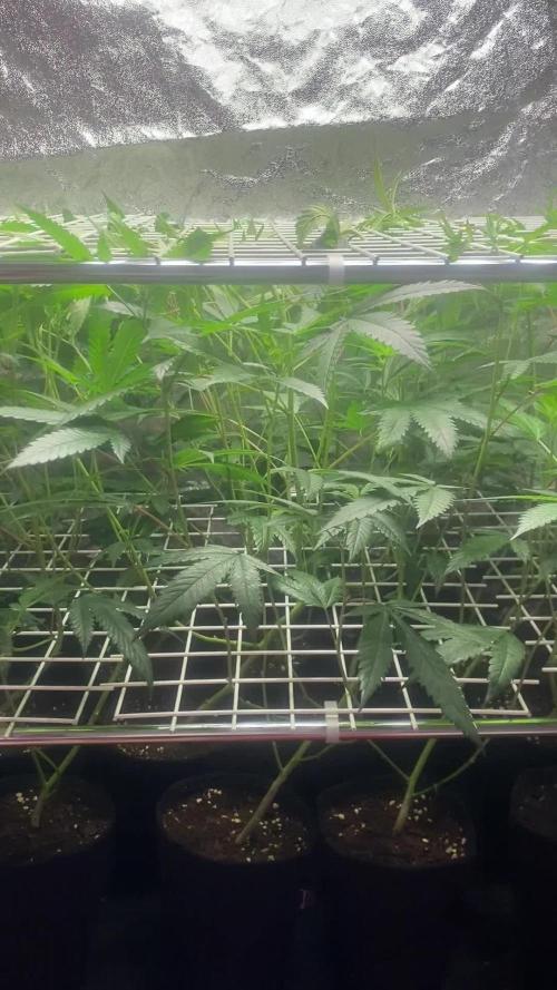 La BomBa (GrowPro)
