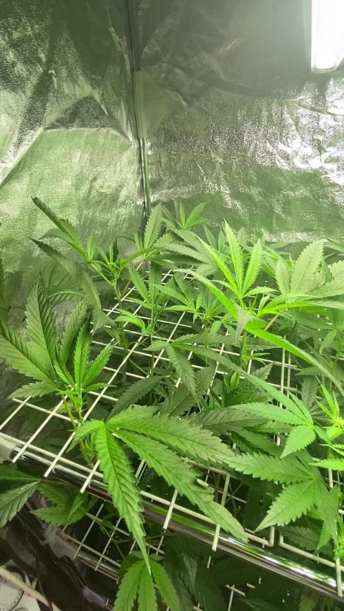 La BomBa (GrowPro)