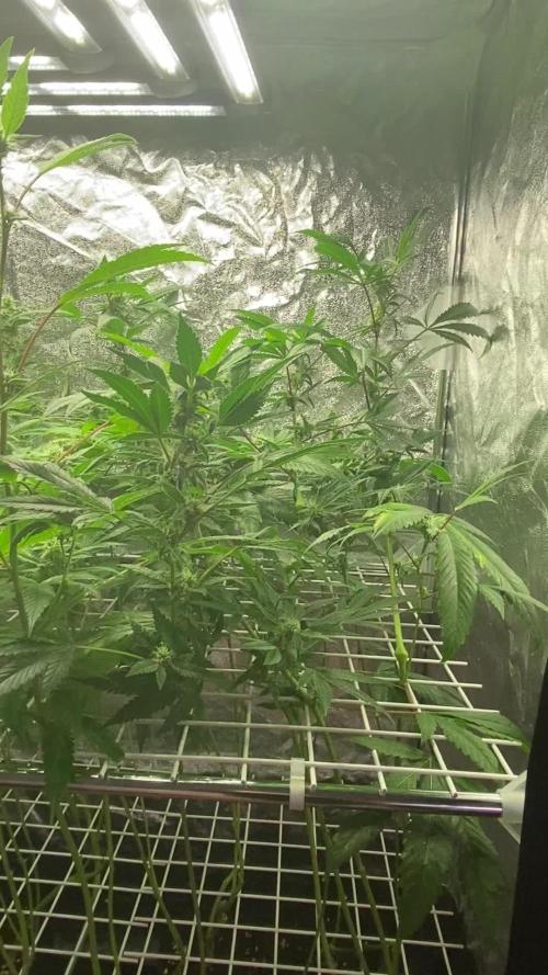 La BomBa (GrowPro)