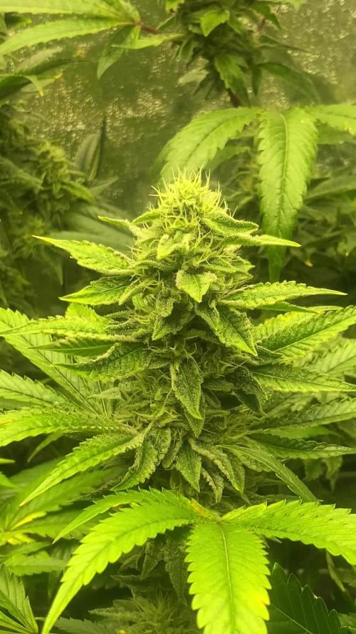 La BomBa (GrowPro)