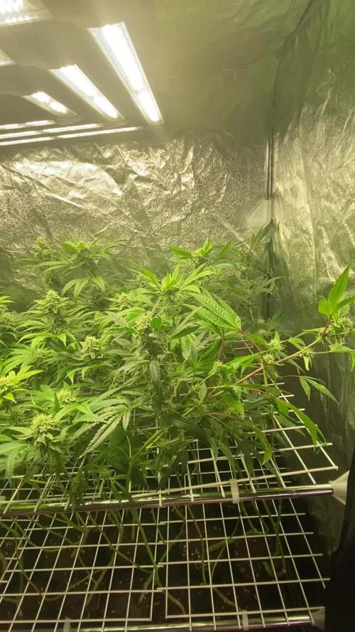 La BomBa (GrowPro)