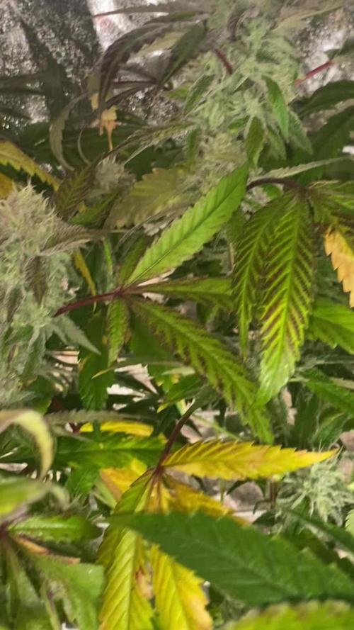 La BomBa (GrowPro)