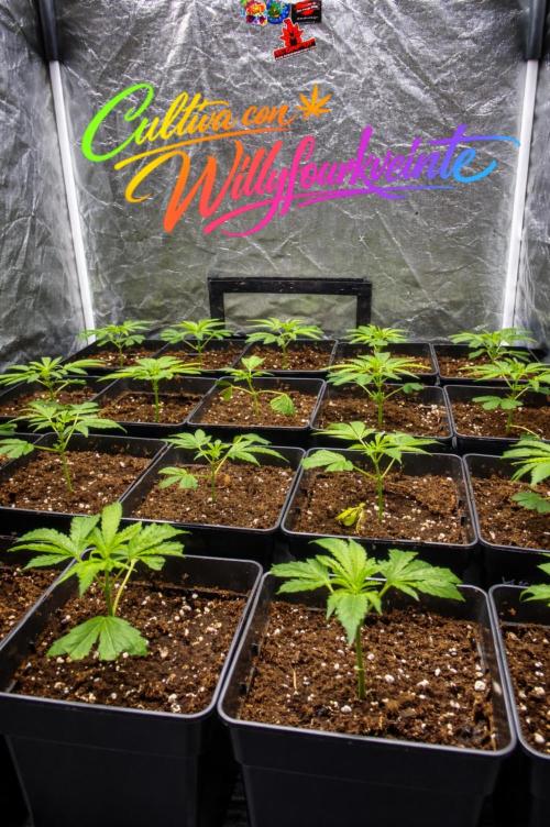 Dr love seeds Kush Wu Kong. Week 1