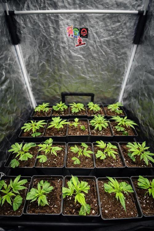 Dr love seeds Kush Wu Kong. Week 1