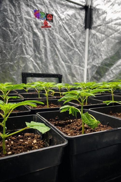 Dr love seeds Kush Wu Kong. Week 1