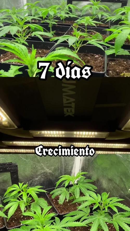 Dr love seeds Kush Wu Kong