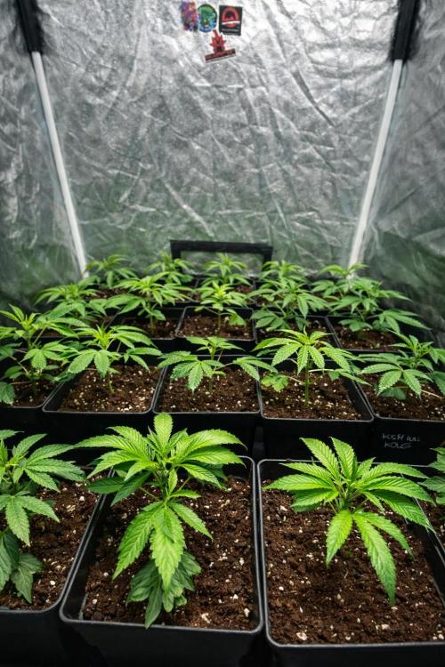 Dr love seeds Kush Wu Kong. Week 2 - 8 dias