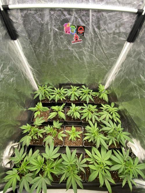 Dr love seeds Kush Wu Kong. Week 2 - 10 días