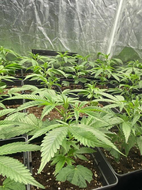 Dr love seeds Kush Wu Kong. Week 2 - 10 días