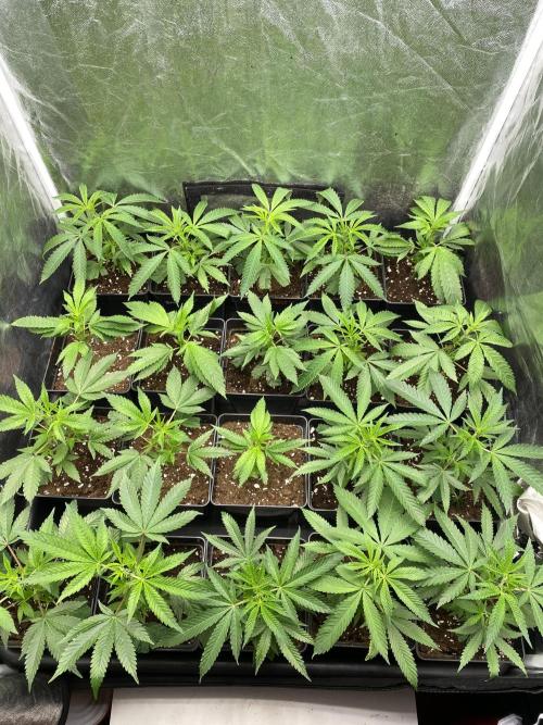 Dr love seeds Kush Wu Kong. Week 2 - 12 días