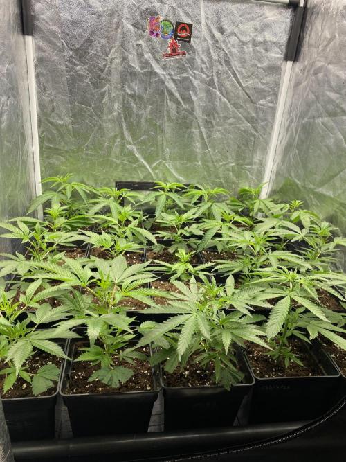 Dr love seeds Kush Wu Kong. Week 2 - 12 días