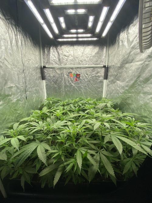 Dr love seeds Kush Wu Kong. Week 3