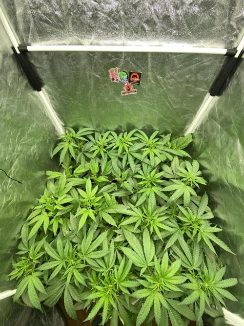 Dr love seeds Kush Wu Kong. Week 3