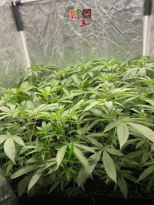 Dr love seeds Kush Wu Kong. Week 3