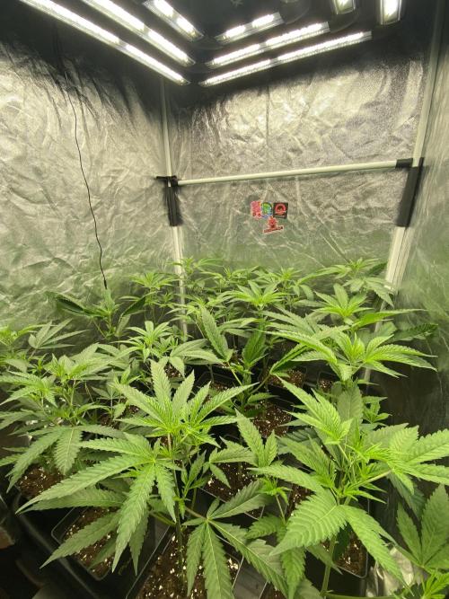 Dr love seeds Kush Wu Kong. Week 4 - DIA 1