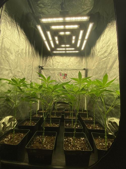 Dr love seeds Kush Wu Kong. Week 4 - DIA 1