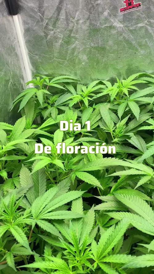 Dr love seeds Kush Wu Kong