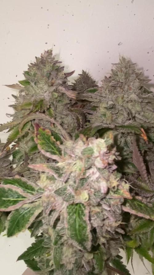 La BomBa (GrowPro)