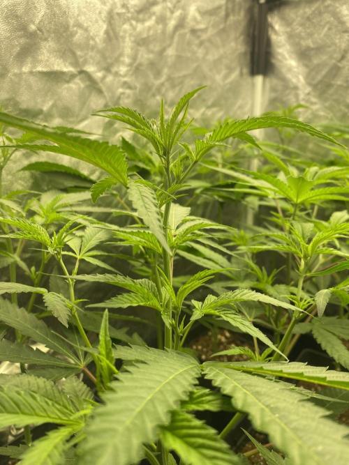 Dr love seeds Kush Wu Kong. Week 4 - DIA 3
