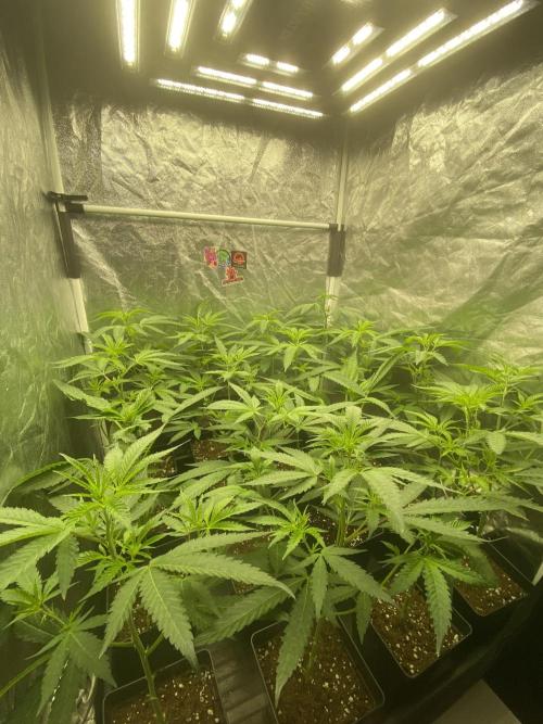 Dr love seeds Kush Wu Kong. Week 4 - DIA 3 