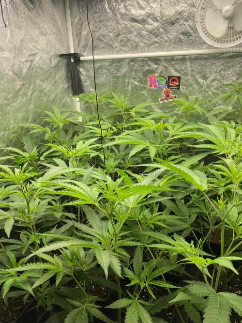 Dr love seeds Kush Wu Kong. Week 4 - DIA 7 