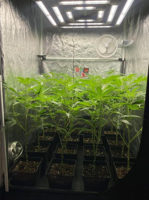 Dr love seeds Kush Wu Kong. Week 4 - DIA 7