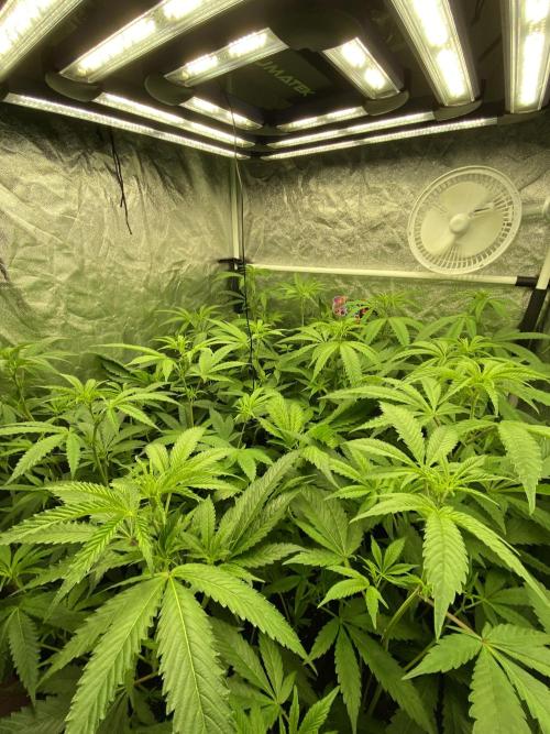 Dr love seeds Kush Wu Kong. Week 5 - 9 DIAS