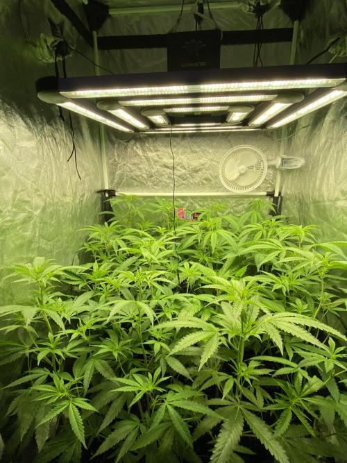 Dr love seeds Kush Wu Kong. Week 5 - 9 DIAS