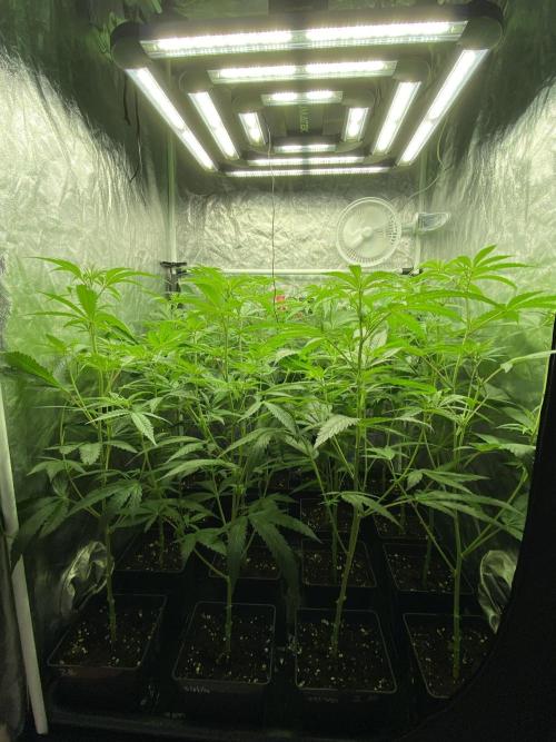 Dr love seeds Kush Wu Kong. Week 5 - 9 DIAS