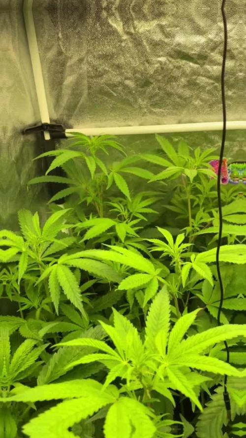 Dr love seeds Kush Wu Kong